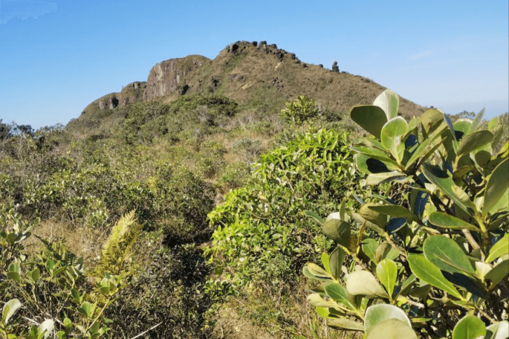 clareira cume trilha monte crista